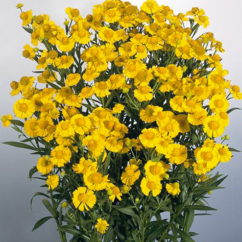 Helena helenium Helena Gold helenium
