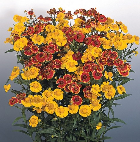 Helenium Helena Mix - Helenium autumnale