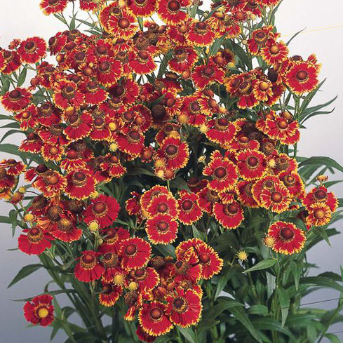 Helena Red Shades helenium