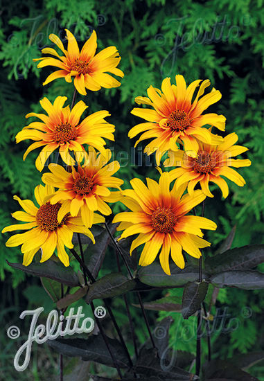 Burning Hearts heliopsis Heliopsis Burning Hearts - Heliopsis helianthoides var. scabra