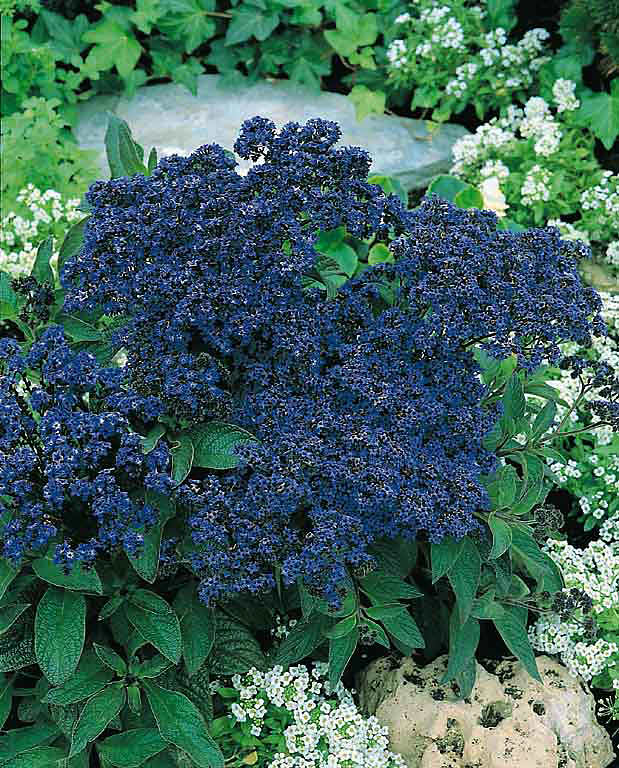 Marine heliotrope Marine heliotrope seeds