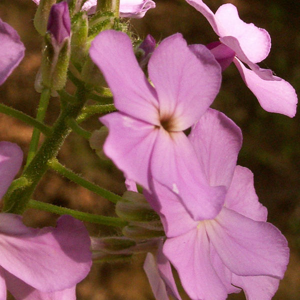 Dame's Rocket bicolor flowers