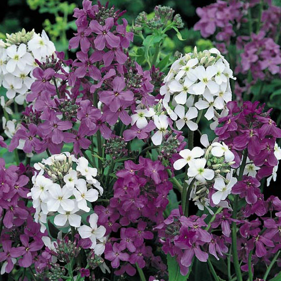 Dame's Rocket Mix Dame's Rocket Mix - Hesperis matronalis