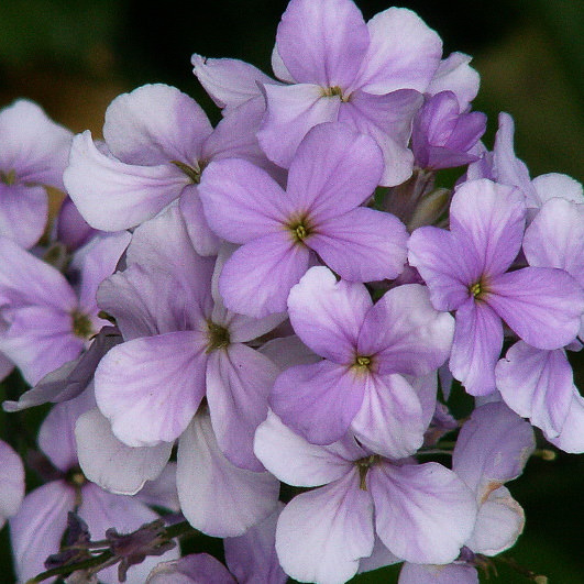 Lilac colored Dame's Rocket flowers Dame's Rocket lilac colored flowers