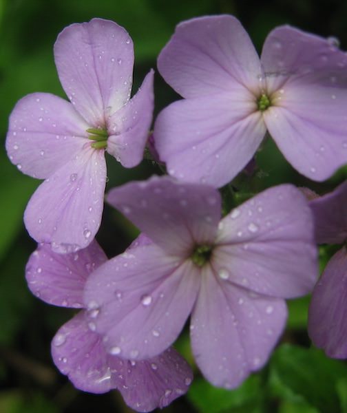 Dame's Rocket Dame's Rocket - Hesperis matronalis