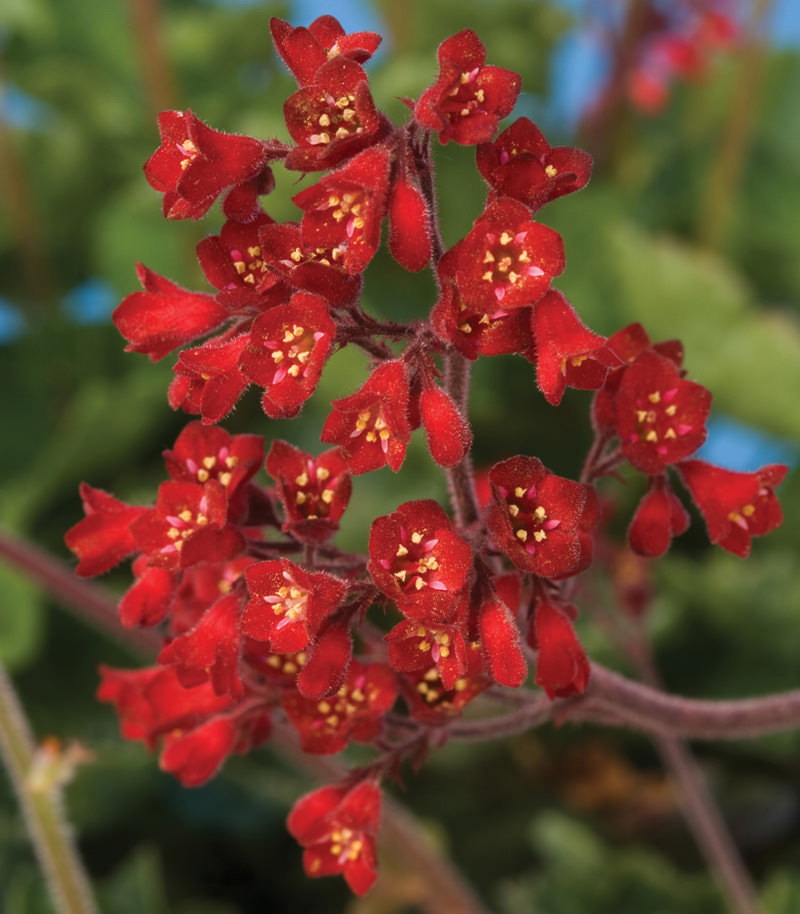 Coral Bells Coral Forest