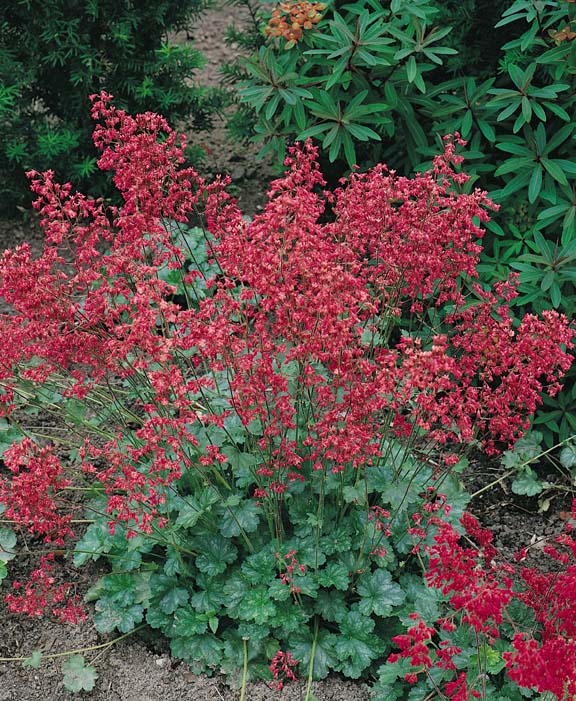 Coral Bells Firefly - Heuchera sanguinea