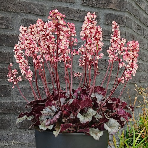 Coral Bells Heucherette Pink