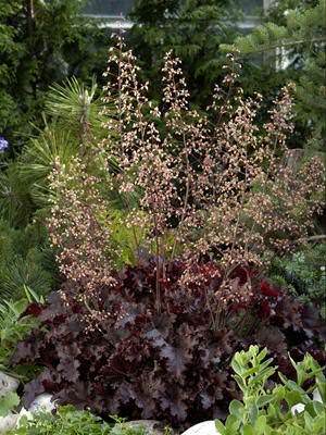 Melting Fire coral bells Coral Bells Melting Fire Heuchera x micrantha - Perennial Flowers