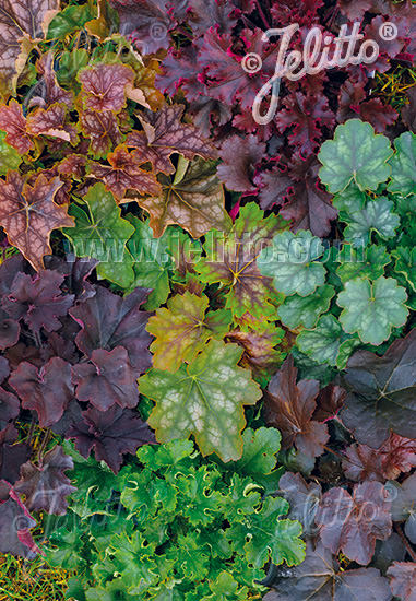 Newest Hybrids coral bells Coral Bells Newest Hybrids - Heuchera americana x micrantha