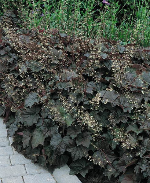 Palace Purple coral bells Coral Bells Palace Purple - Heuchera micrantha