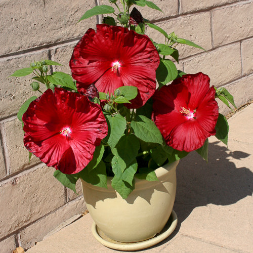 Honeymoon Deep Red Hibiscus in Container