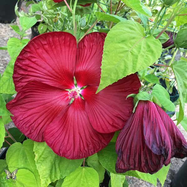 Honeymoon Deep Red Hibiscus