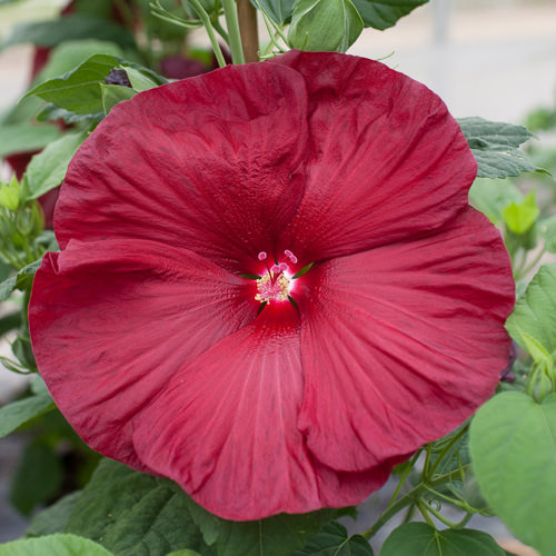 Honeymoon Deep Red hibiscus Hibiscus Honeymoon Deep Red - Hibiscus moscheutos