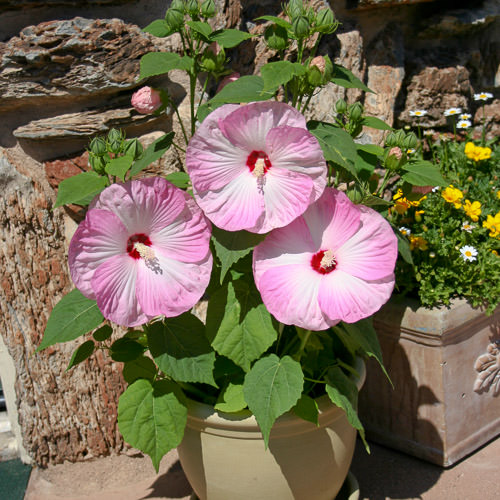 Hibiscus Honeymoon Light Rose growing in container