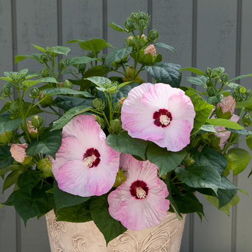 Honeymoon Light Rose hibiscus Honeymoon Light Rose Hibiscus