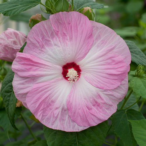 Honeymoon Light Rose hibiscus Hibiscus Honeymoon Light Rose - Hibiscus moscheutos