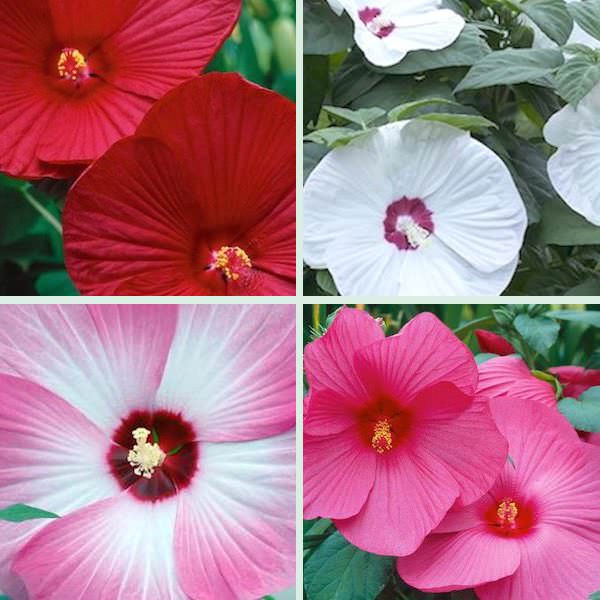 Luna Mix hibiscus Hibiscus Luna Mix - Hibiscus moscheutos