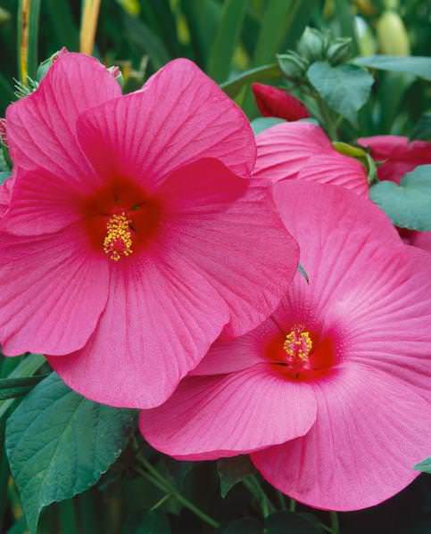 Luna Rose hibiscus Hibiscus Luna Rose - Hibiscus moscheutos