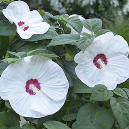 Luna White hibiscus Hibiscus Luna White - Hibiscus moscheutos