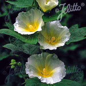 Polarstar hollyhock Hollyhock Polarstar