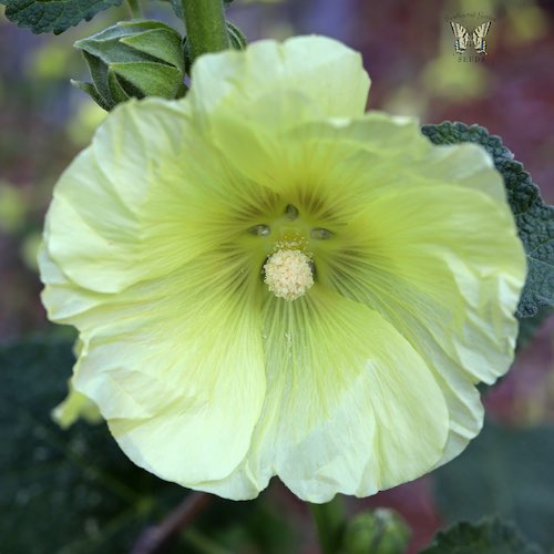 Hollyhock Sunshine flowers