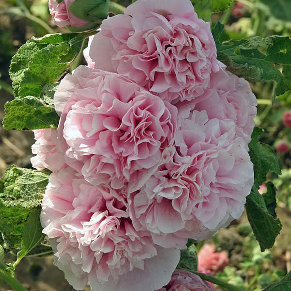 Chater's Appleblossom hollyhock Hollyhock Chater's Appleblossom