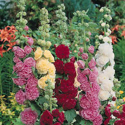 Alcea rosea Roots 5 x Hollyhocks Mixed Colours Free UK Postage 
