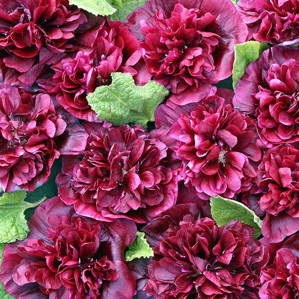 Blackberry hollyhock Hollyhock Blackberry