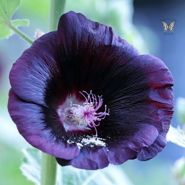 Hollyhock Blacknight flower