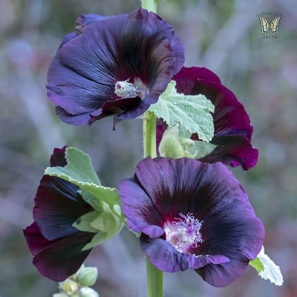 Hollyhock Blacknight flowers