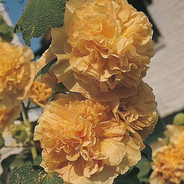 Hollyhock Chater's Double Apricot