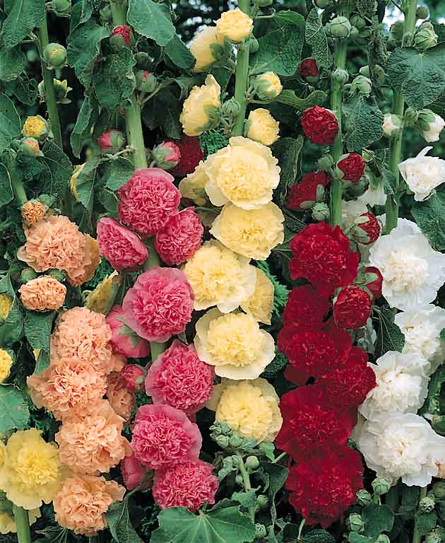 SEEDS Mixed Colors of  Pretty HOLLYHOCKS Cherry Pink Purple White and Red   25 