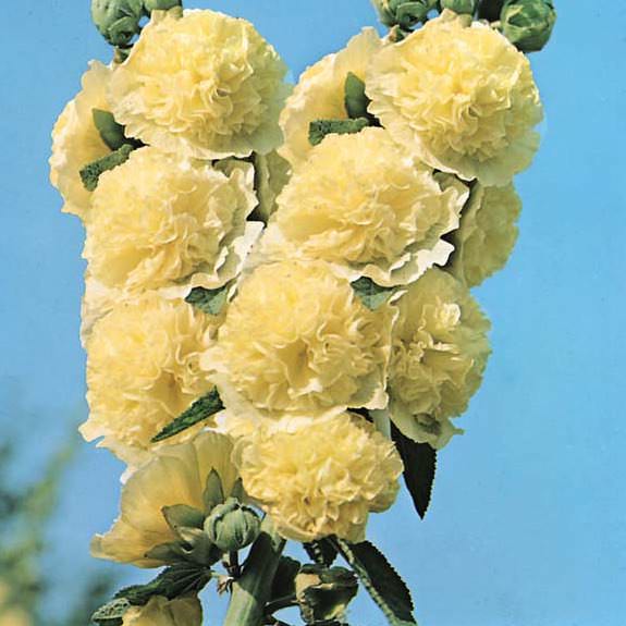 Hollyhock Chater's Golden Yellow