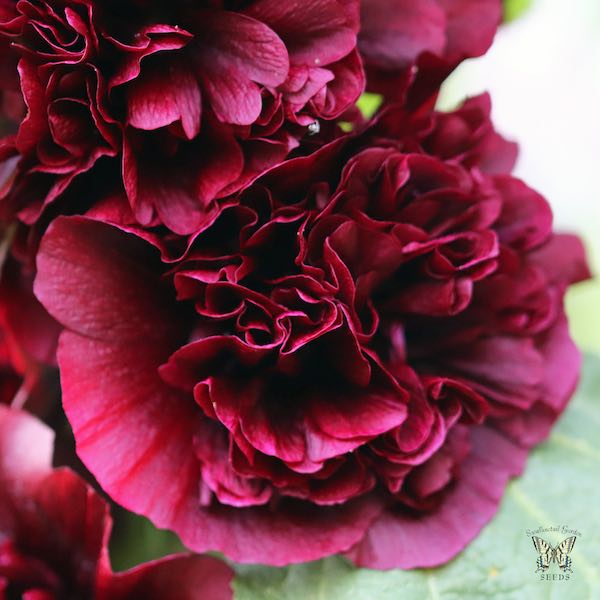 Hollyhock Chater's Maroon