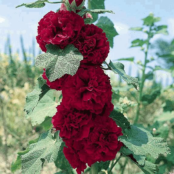 Chater's Scarlet O'Hara hollyhock Hollyhock Chater's Scarlet O'Hara