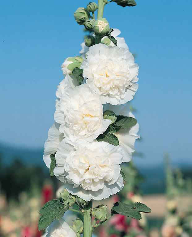 Hollyhock Chater's Icicle