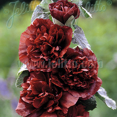 Hollyhock Chater's Chestnut Brown