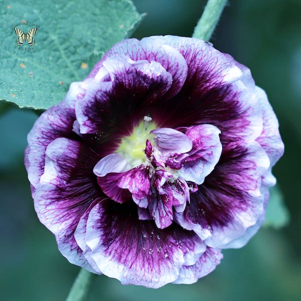 Créme de Cassis hollyhock Hollyhock Créme de Cassis double flower