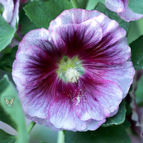 Hollyhock Créme de Cassis flower