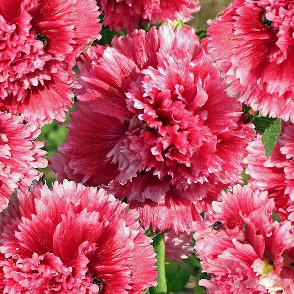 Hollyhock Seeds | 41 Hollyhocks | Perennial Flower Seeds