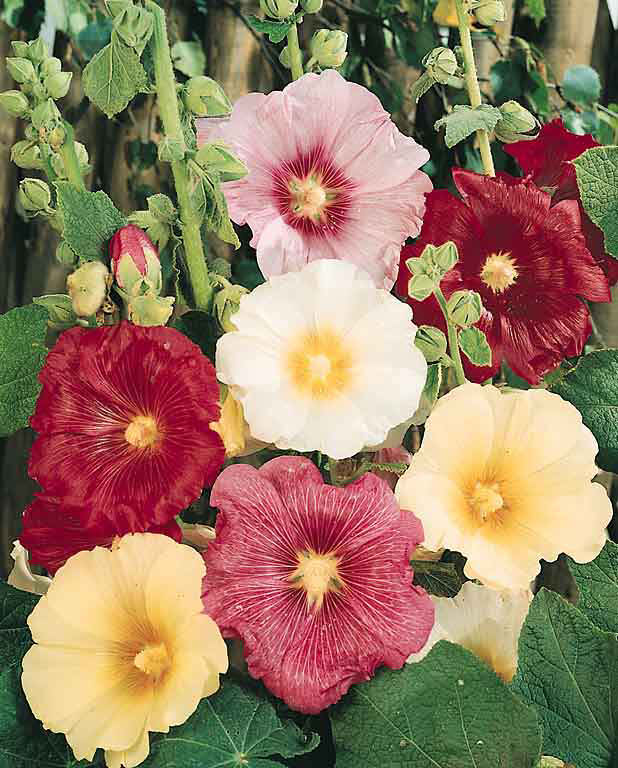 Antwerp Fig Leaf Hollyhock