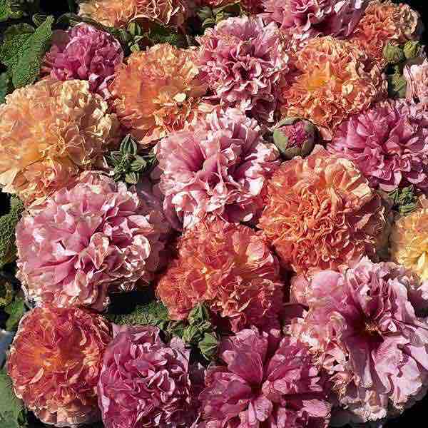 Fruity Mix hollyhock Hollyhock Fruity Mix flowers