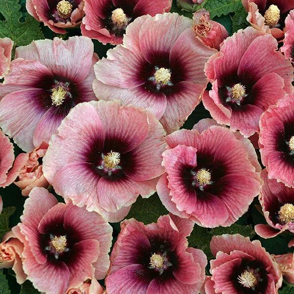 Hollyhock Halo Apricot