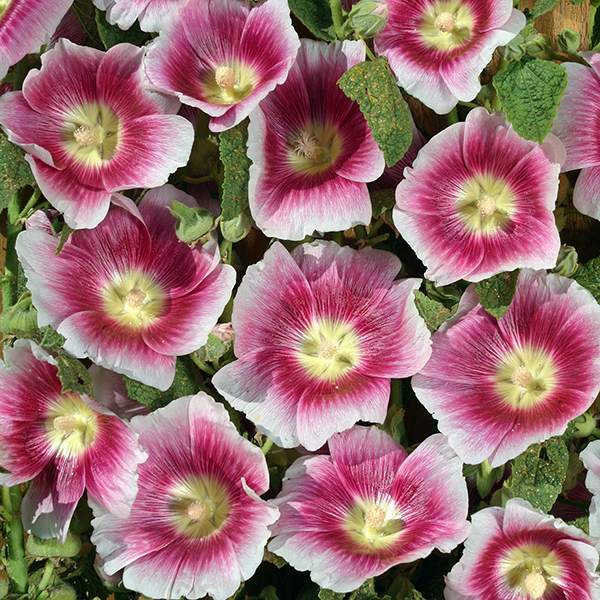 Halo Blush hollyhock Hollyhock Halo Blush flowers