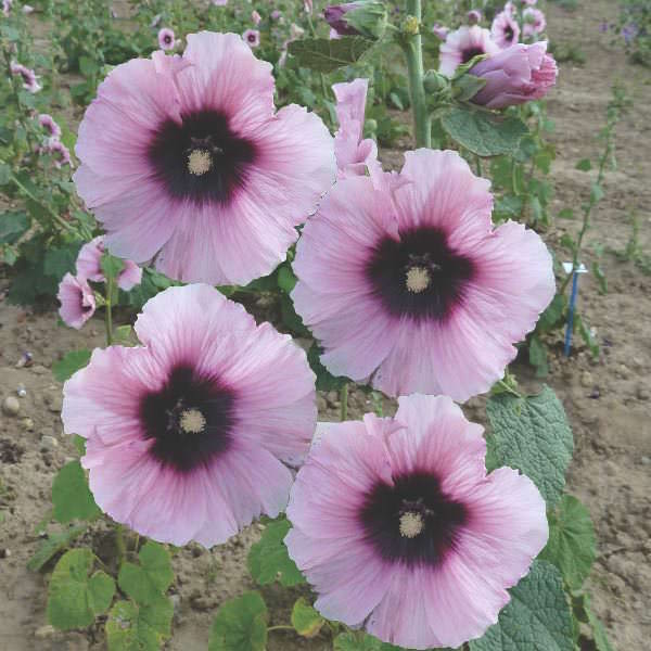 Halo Candy hollyhock Hollyhock Halo Candy flower