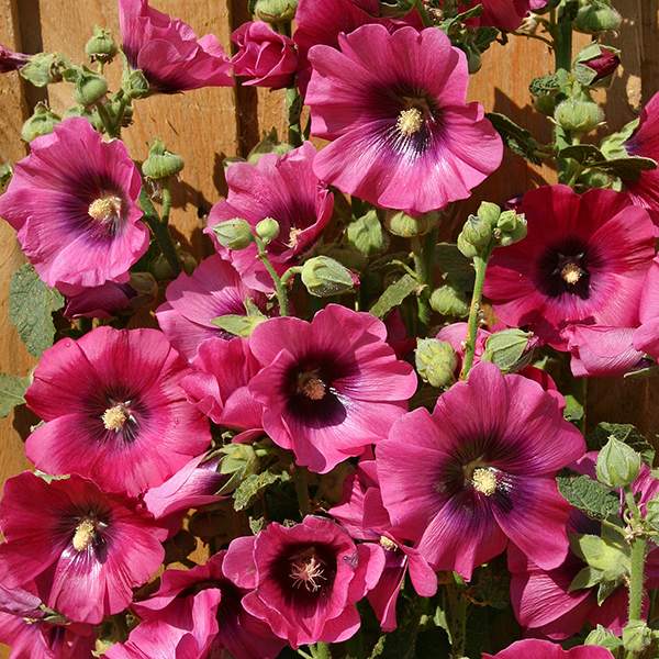 Hollyhock Halo Cerise flowers