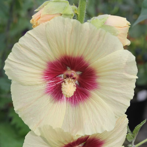 Halo Cream hollyhock Hollyhock Halo Cream