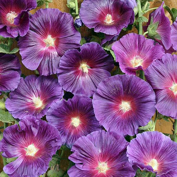 Halo Lavender hollyhock Hollyhock Halo Lavender blooms