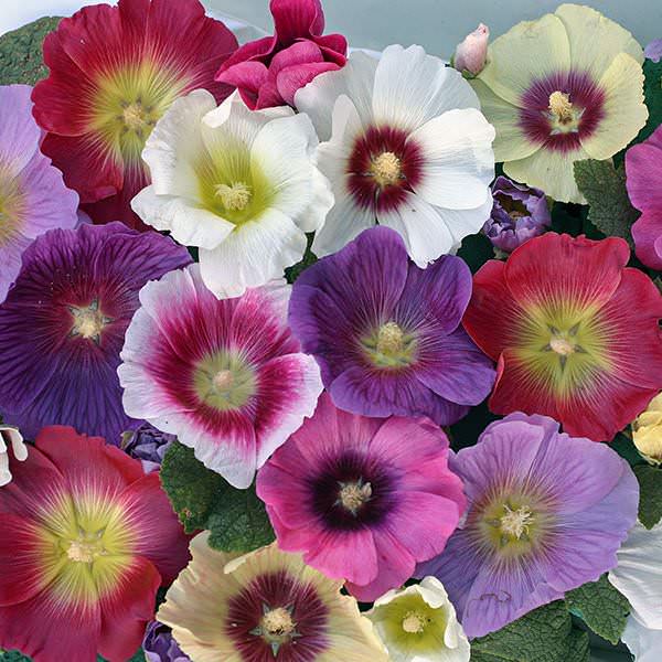 Hollyhock Halo Mix flowers